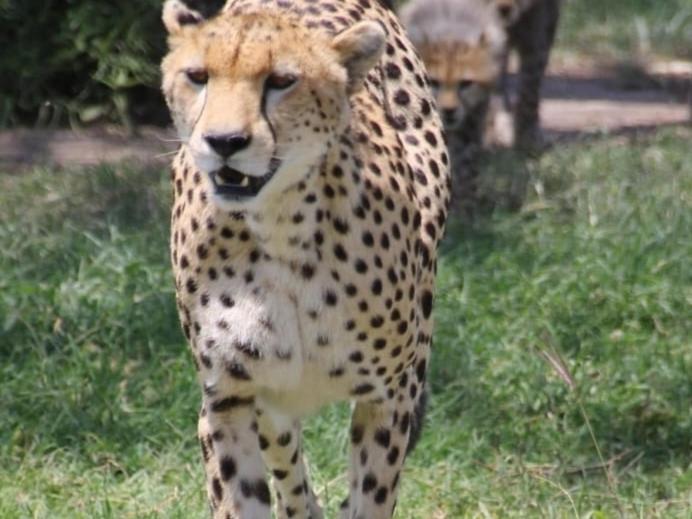 Maasai Mara Safari Camp In Kenya Bed & Breakfast Sekenani Luaran gambar