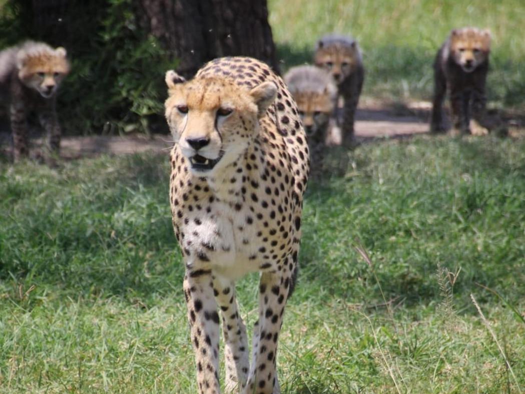 Maasai Mara Safari Camp In Kenya Bed & Breakfast Sekenani Luaran gambar